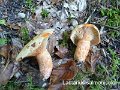 Lactarius salmonicolor-amf1089